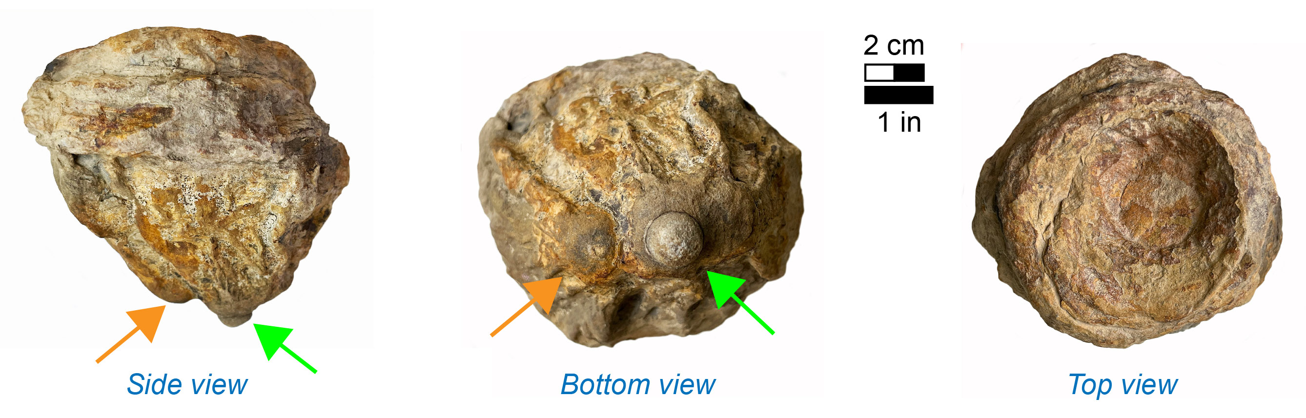 Another Conostichus fossil